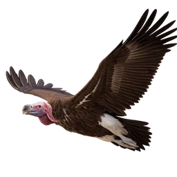 Lappet-faced Vulture, in flight