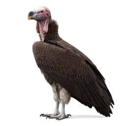 Lappet-faced Vulture