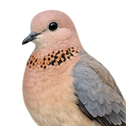 Laughing Dove, profile