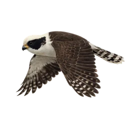 Laughing Falcon, in flight