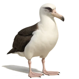 Laysan Albatross