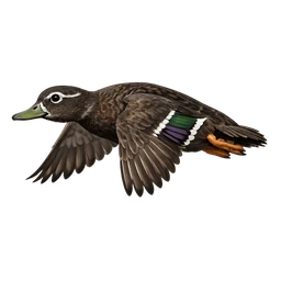 Laysan Duck, in flight