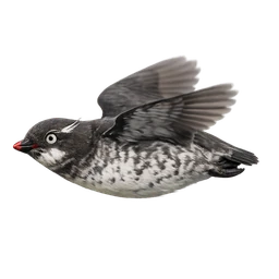Least Auklet, in flight