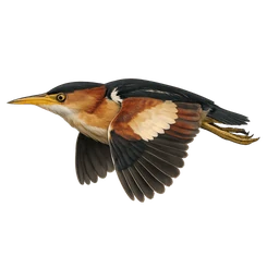 Least Bittern, in flight