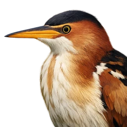 Least Bittern, profile