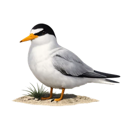 Least Tern