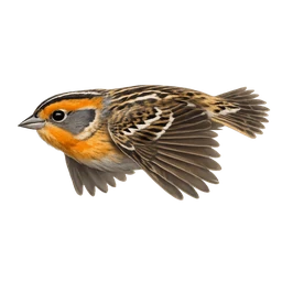 LeConte's Sparrow, in flight