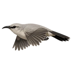 LeConte's Thrasher, in flight