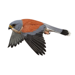 Lesser Kestrel, in flight