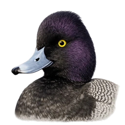 Lesser Scaup, profile