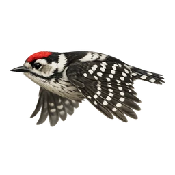 Lesser Spotted Woodpecker, in flight