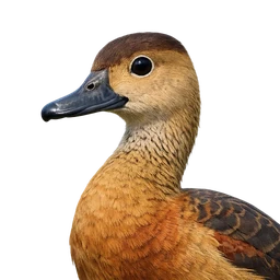 Lesser Whistling-Duck, profile