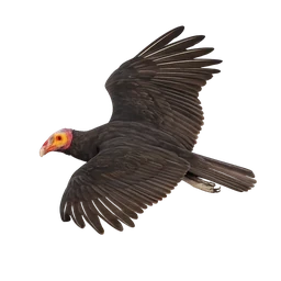 Lesser Yellow-headed Vulture, in flight