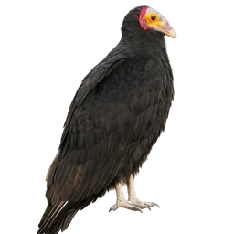 Lesser Yellow-headed Vulture