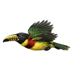Lettered Aracari, in flight