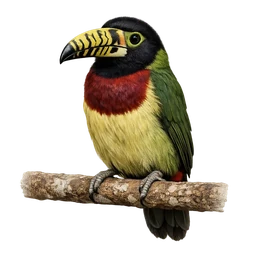 Lettered Aracari