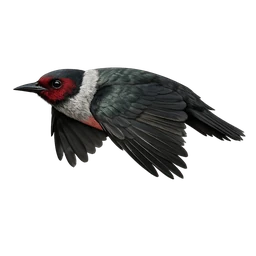 Lewis's Woodpecker, in flight