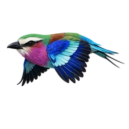 Lilac-breasted Roller, in flight