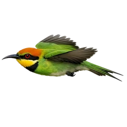Little Bee-eater, in flight