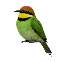 Little Bee-eater