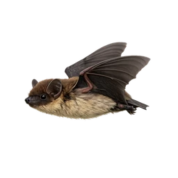 Little Brown Bat, in flight