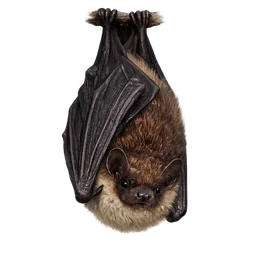 Little Brown Bat