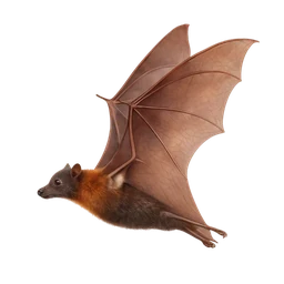 Little Red Flying Fox, in flight
