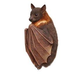 Little Red Flying Fox