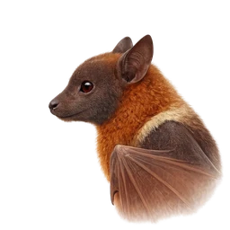 Little Red Flying Fox, profile