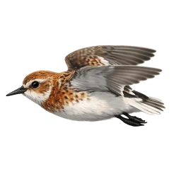 Little Stint, in flight