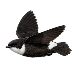 Little Swift, in flight