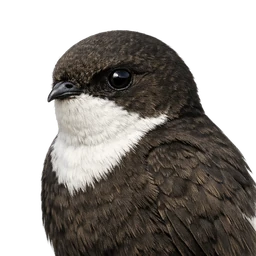 Little Swift, profile