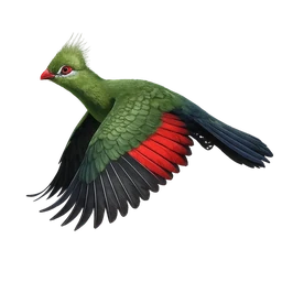Livingstone’s Turaco, in flight