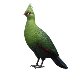 Livingstone’s Turaco