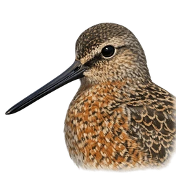 Long-billed Dowitcher, profile