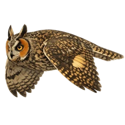 Long-eared Owl, in flight
