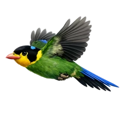 Long-tailed Broadbill, in flight