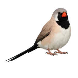 Long-tailed Finch