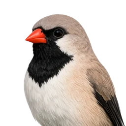 Long-tailed Finch, profile