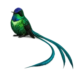 Long-tailed Sylph