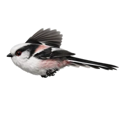 Long-tailed Tit, in flight