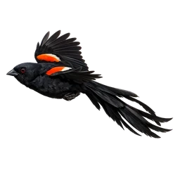 Long-tailed Widowbird, in flight