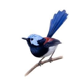 Lovely Fairywren