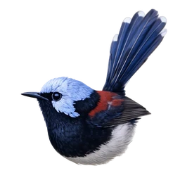 Lovely Fairywren, profile