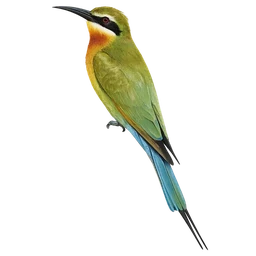 Madagascar Bee-eater