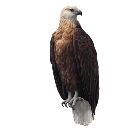 Madagascar Fish Eagle