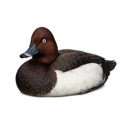 Madagascar Pochard