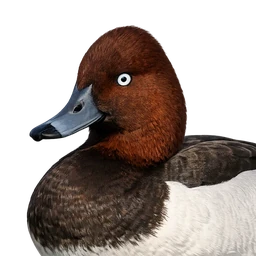 Madagascar Pochard, profile