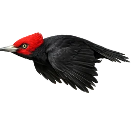 Magellanic Woodpecker, in flight