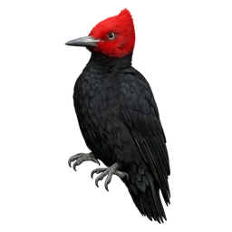 Magellanic Woodpecker